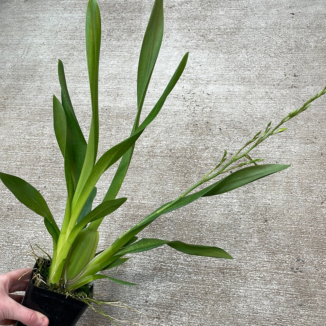 Mtdm. Pacific Paragon