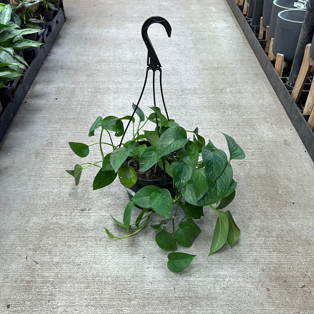 hb pothos Epipremnum 'Jade' 8" HB