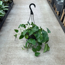 Load image into Gallery viewer, Epipremnum &#39;Jade&#39; 8&quot; HB - Jade Pothos