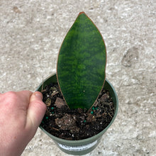 Load image into Gallery viewer, Sansevieria Whale Fin 4&quot;