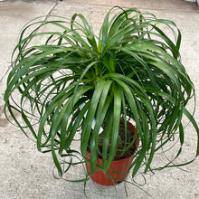 Load image into Gallery viewer, Beaucarnia sp. 10&quot; - Ponytail Palm