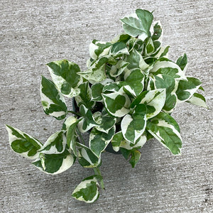 jade and pearl pothos species name Epipremnum 'Pearls N Jade' 6"