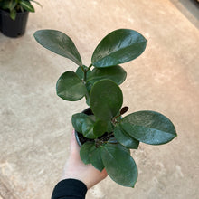 Load image into Gallery viewer, Hoya Australis 4&quot;