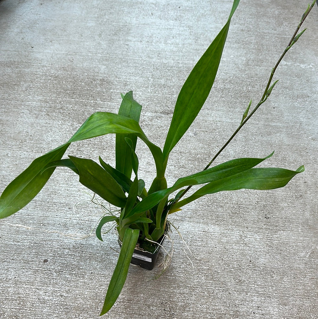 Aliceara Pacific Nova