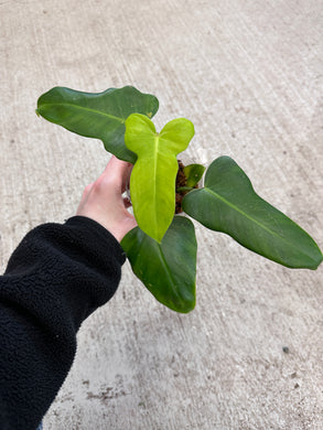 Philodendron Bippenifolium 4