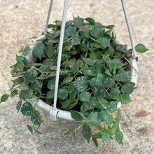 Load image into Gallery viewer, Hoya Curtisii 6&quot; Hanging Basket