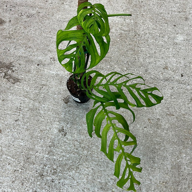 Monstera Esqueleto 6