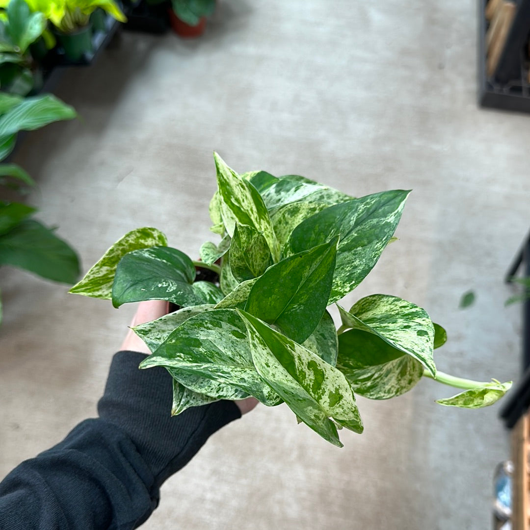 marble queen pothos benefits Epipremnum aureum 'Marble Queen' 4"