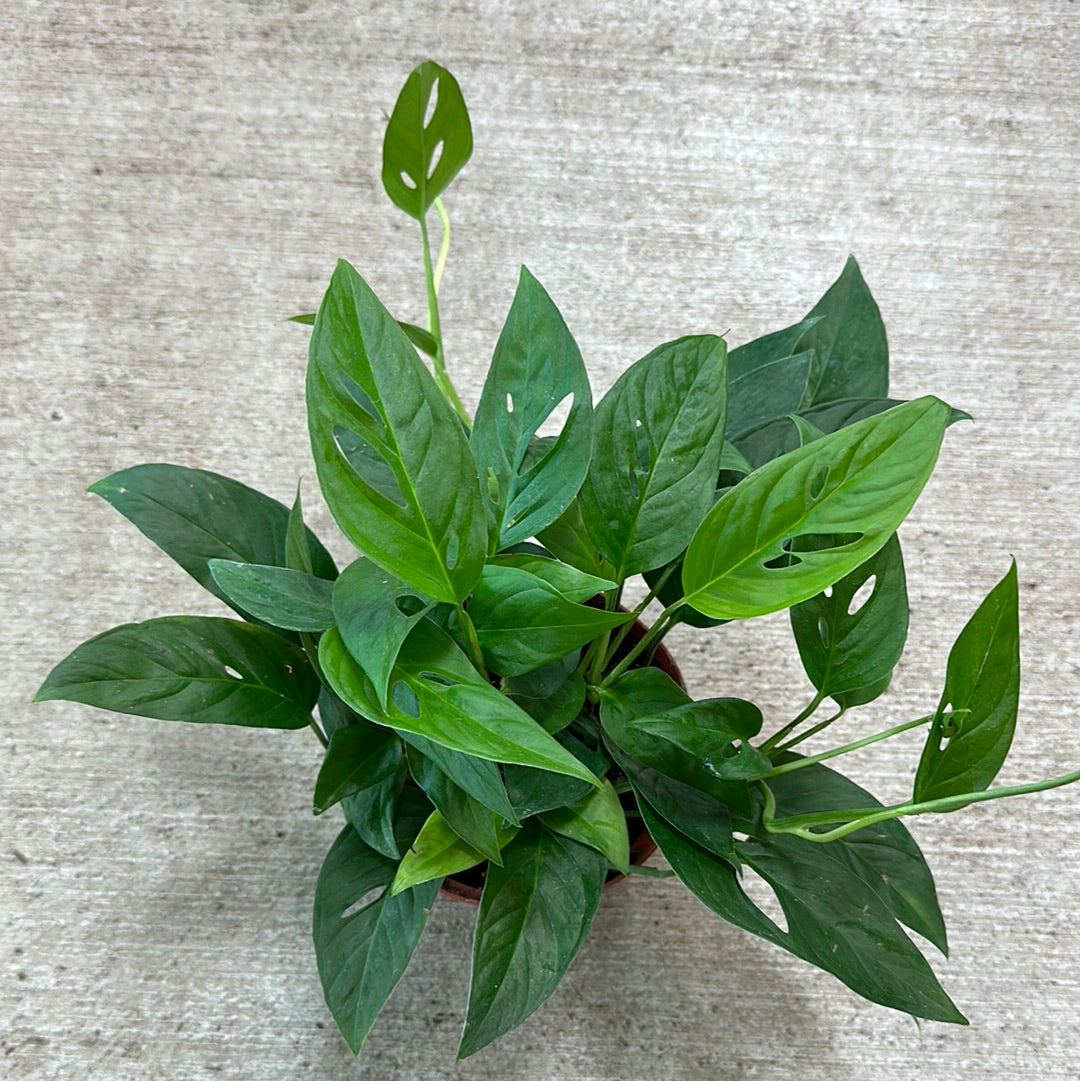 narrow form monstera adansonii Monstera Adansonii Narrow 6" – Kent East Hill Nursery