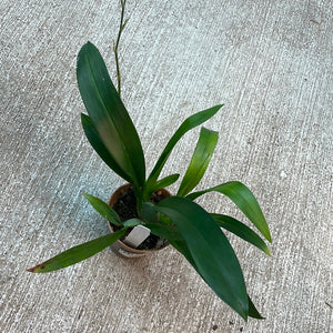 Oncidium Tsiku Margurite 4"