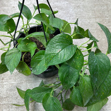 Load image into Gallery viewer, Epipremnum &#39;Jade&#39; 8&quot; HB - Jade Pothos