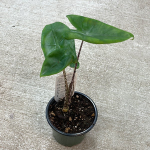Alocasia Zebrina Tiger 4"