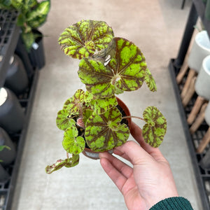 Begonia sp. 4" - Begonia