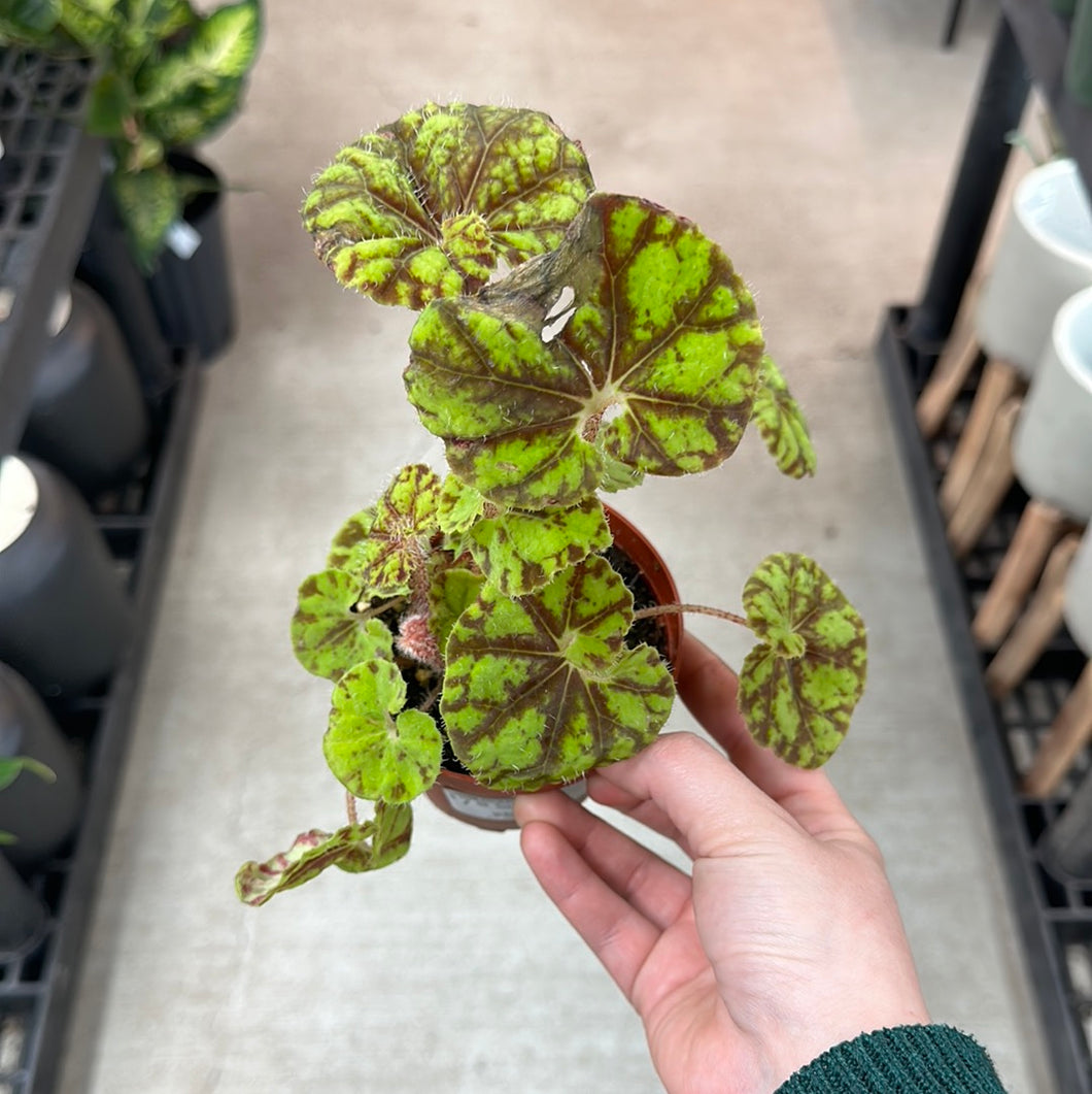 Begonia sp. 4