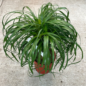 Beaucarnia sp. 10" - Ponytail Palm