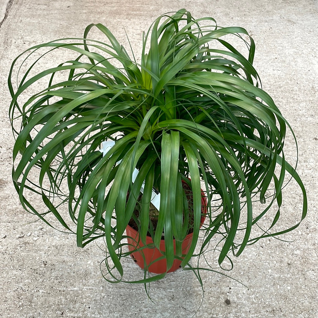 Beaucarnia sp. 10