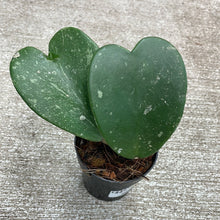 Load image into Gallery viewer, Hoya Kerrii Splash 3.5&quot;