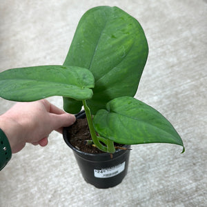 Syngonium Chiapense 4"