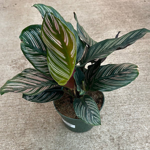 Calathea Ornata 6"