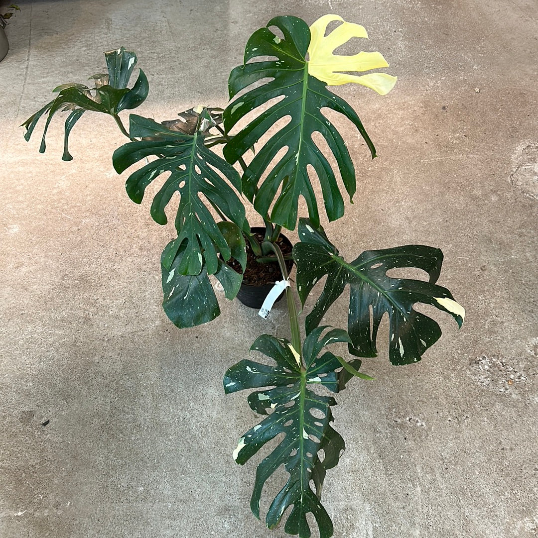 extra large monstera plant Monstera Thai Constellation Extra Large 8"