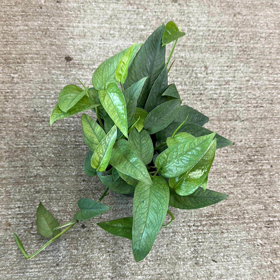 epipremnum pinnatum cebu blue pothos Epipremnum Cebu Blue 6"