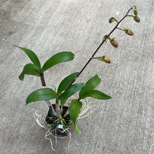 Load image into Gallery viewer, Dendrobium &#39;Burana Sundae&#39;