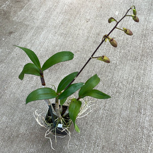 Dendrobium 'Burana Sundae'