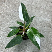 Load image into Gallery viewer, Philodendron White Princess 4&quot;