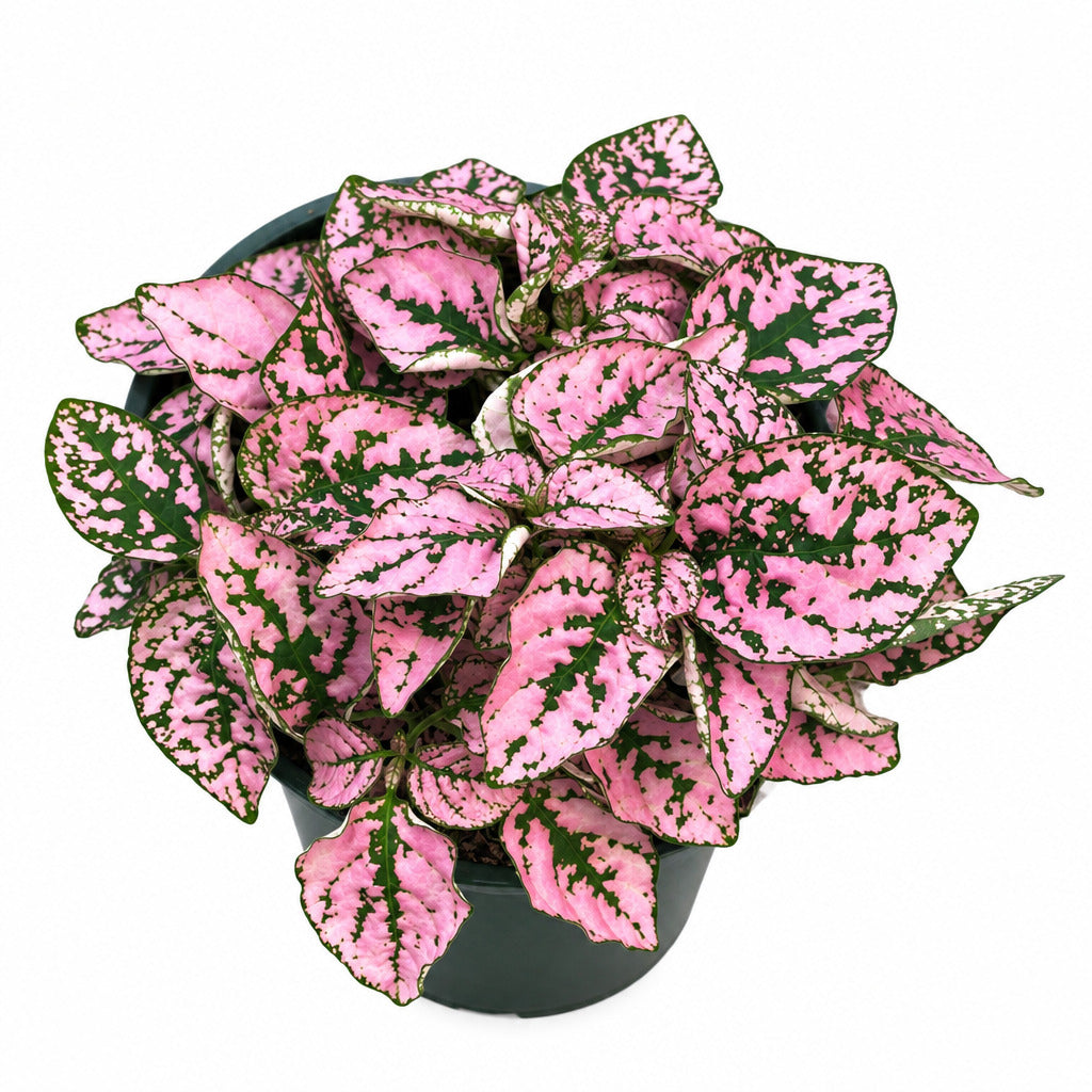 Hypoestes phyllostachya 4