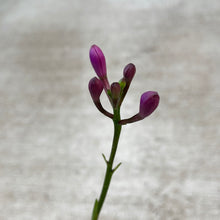 Load image into Gallery viewer, Epidendrum Miracle Valley