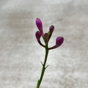 Epidendrum Miracle Valley