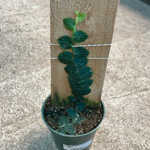 Load image into Gallery viewer, Rhaphidophora Cryptantha 4&quot;