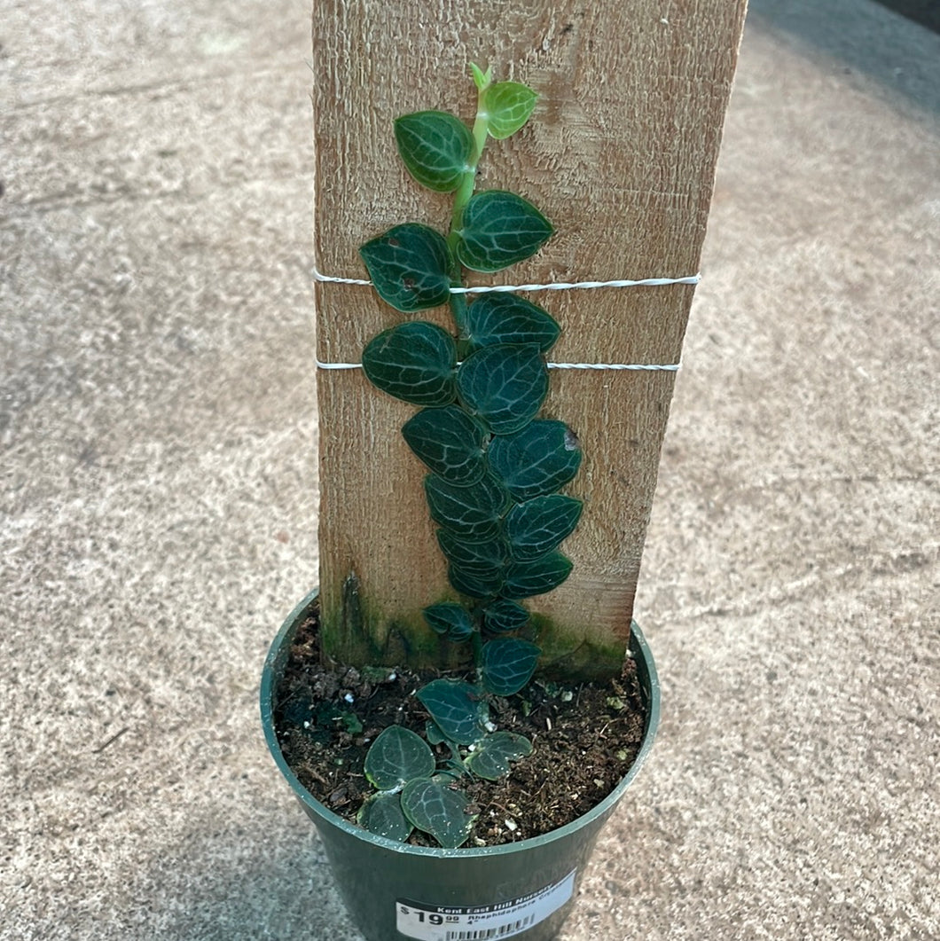 Rhaphidophora Cryptantha 4