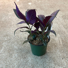 Load image into Gallery viewer, Strobilanthes dyerianus 4&quot; - Persian Shield