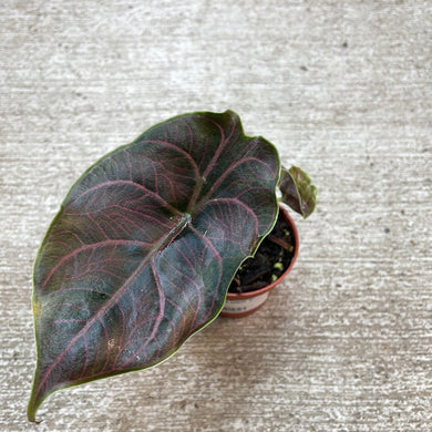 Alocasia azlanii  2