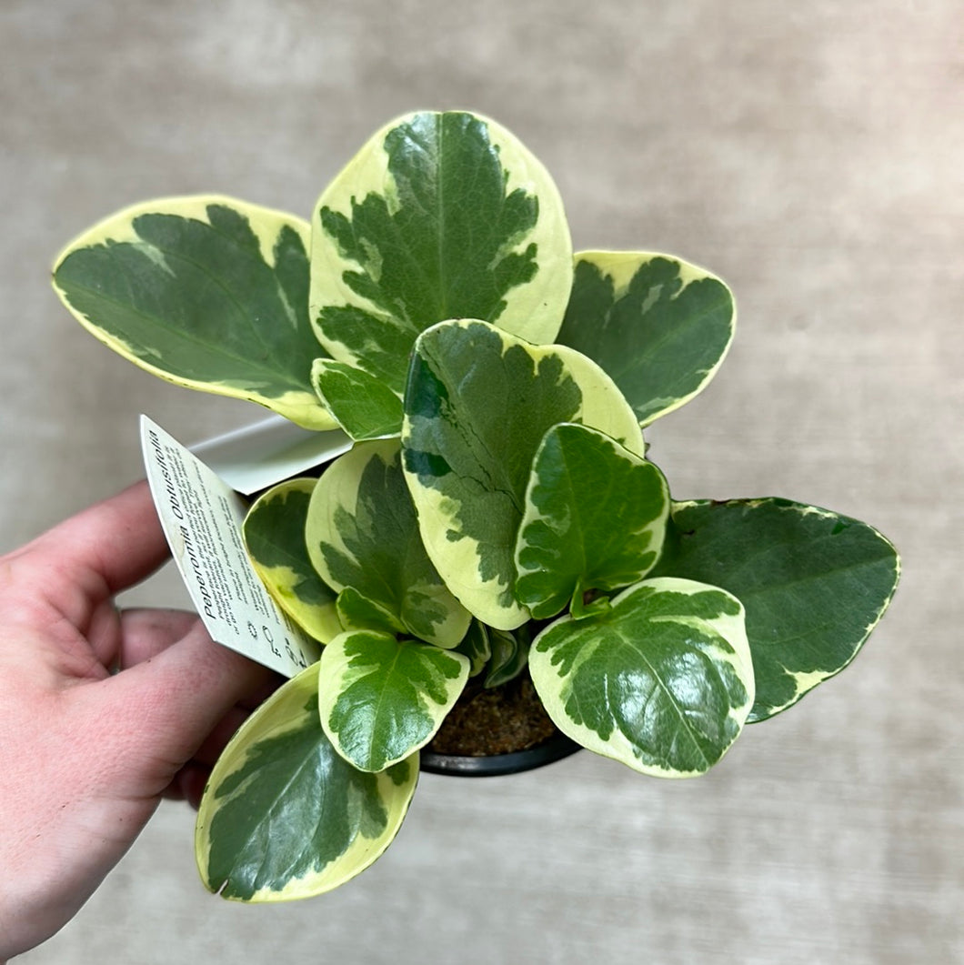 Peperomia o. 'Variegata' 4