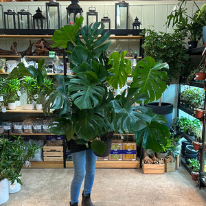 Monstera deliciosa 8" - Split Leaf Philodendron