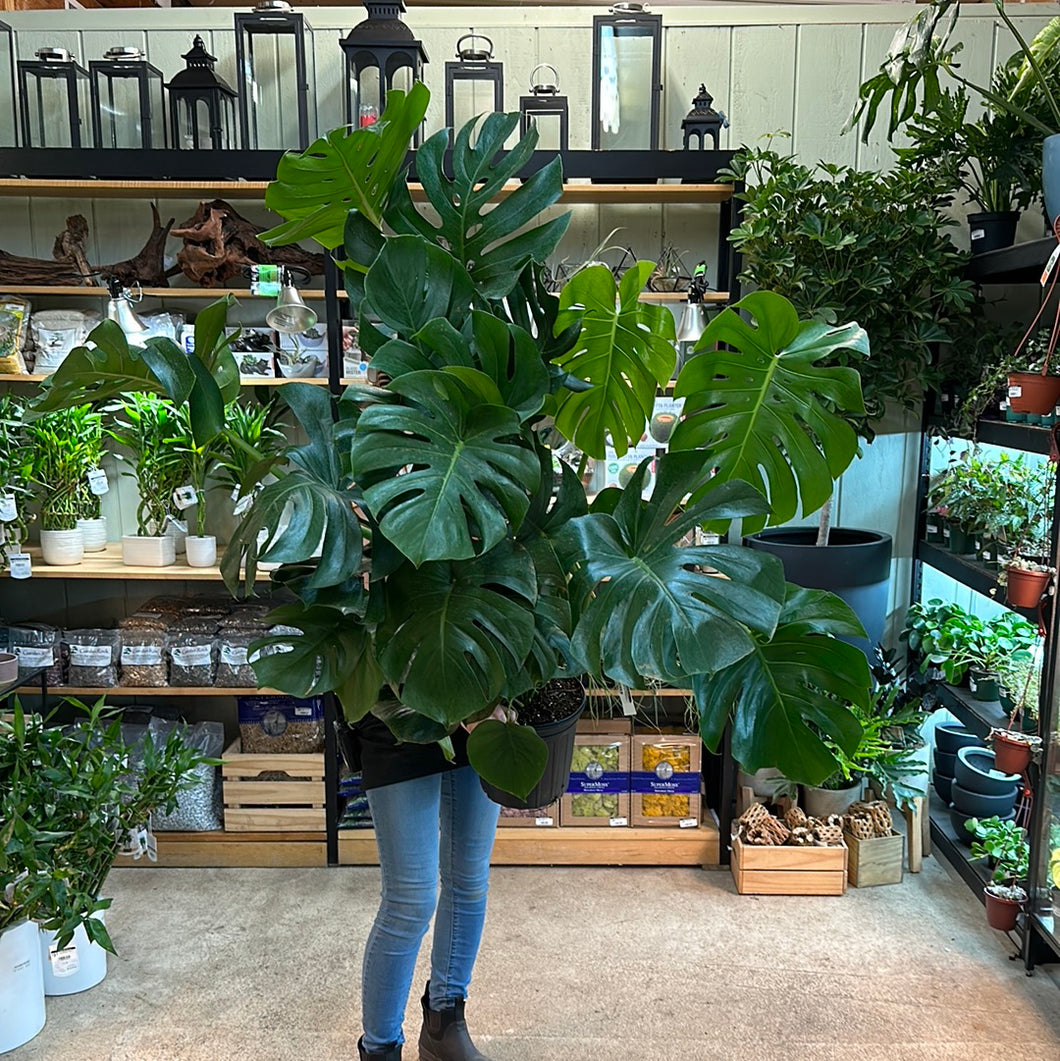 Monstera deliciosa 8