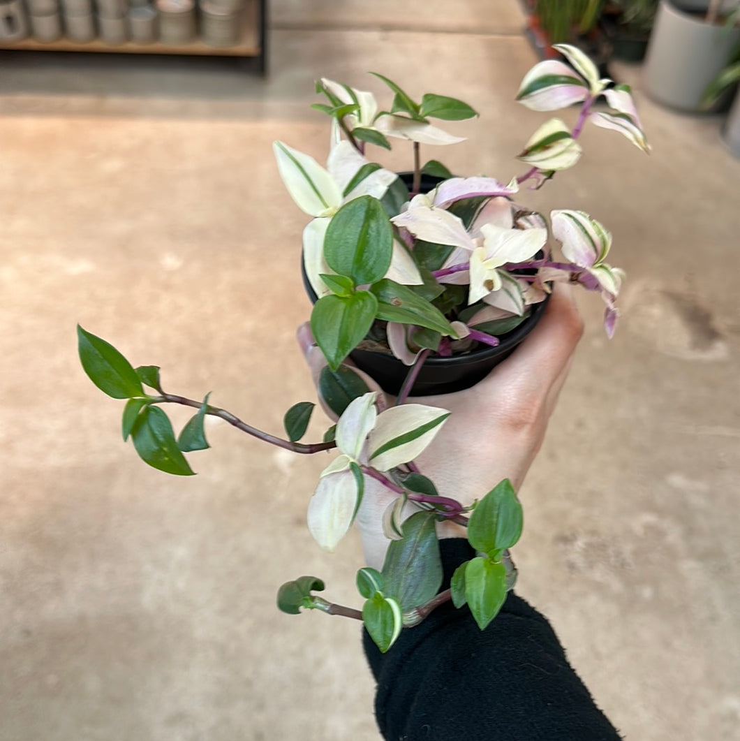 Tradescantia tricolor 'Pink Princess' 6