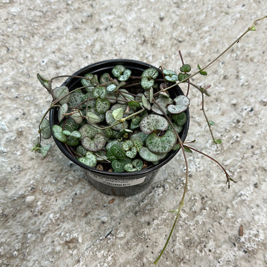 Ceropegia woodii 4