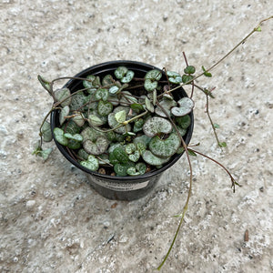 Ceropegia woodii 4" - String of Hearts