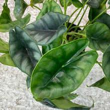 Load image into Gallery viewer, Alocasia Reversa 6&quot;