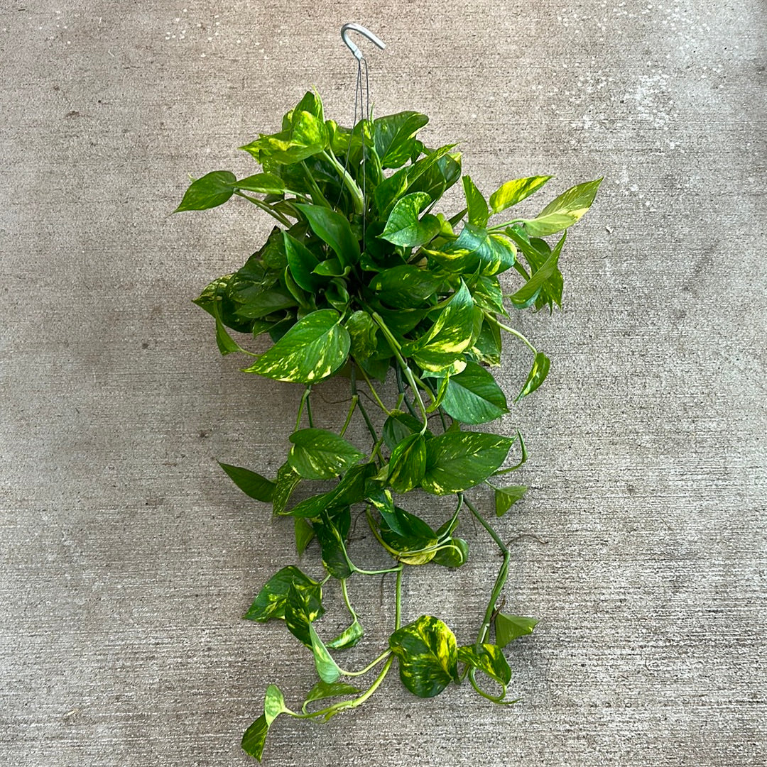 hb golden pothos Epipremnum aureum 6" HB- Golden Pothos