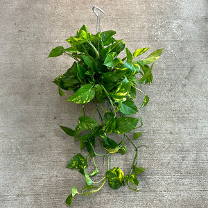 hb pothos golden Epipremnum aureum 6" HB- Golden Pothos