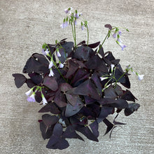 Load image into Gallery viewer, Oxalis Triangularis 6&quot; - Purple Shamrock