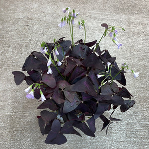 Oxalis Triangularis 6" - Purple Shamrock