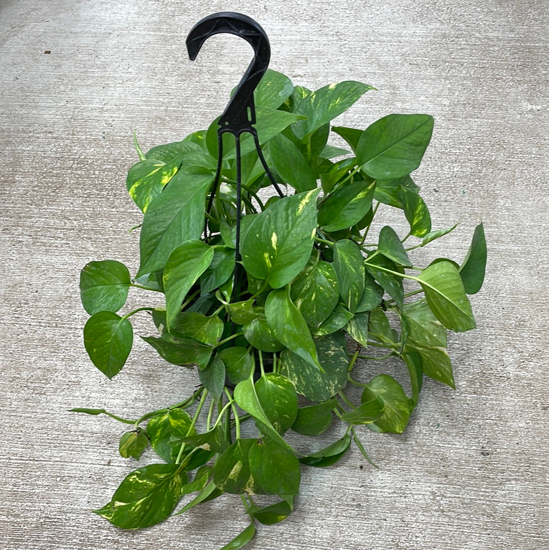 potho hb plant Epipremnum aureum 8" HB