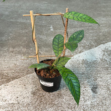 Load image into Gallery viewer, Hoya Callistophylla 4&quot;
