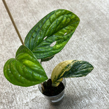 Load image into Gallery viewer, Monstera Peru Variegata Cup B