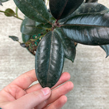 Load image into Gallery viewer, Ficus &#39;Robusta&#39;  Burgundy 6&quot; - Burgundy Rubber Tree